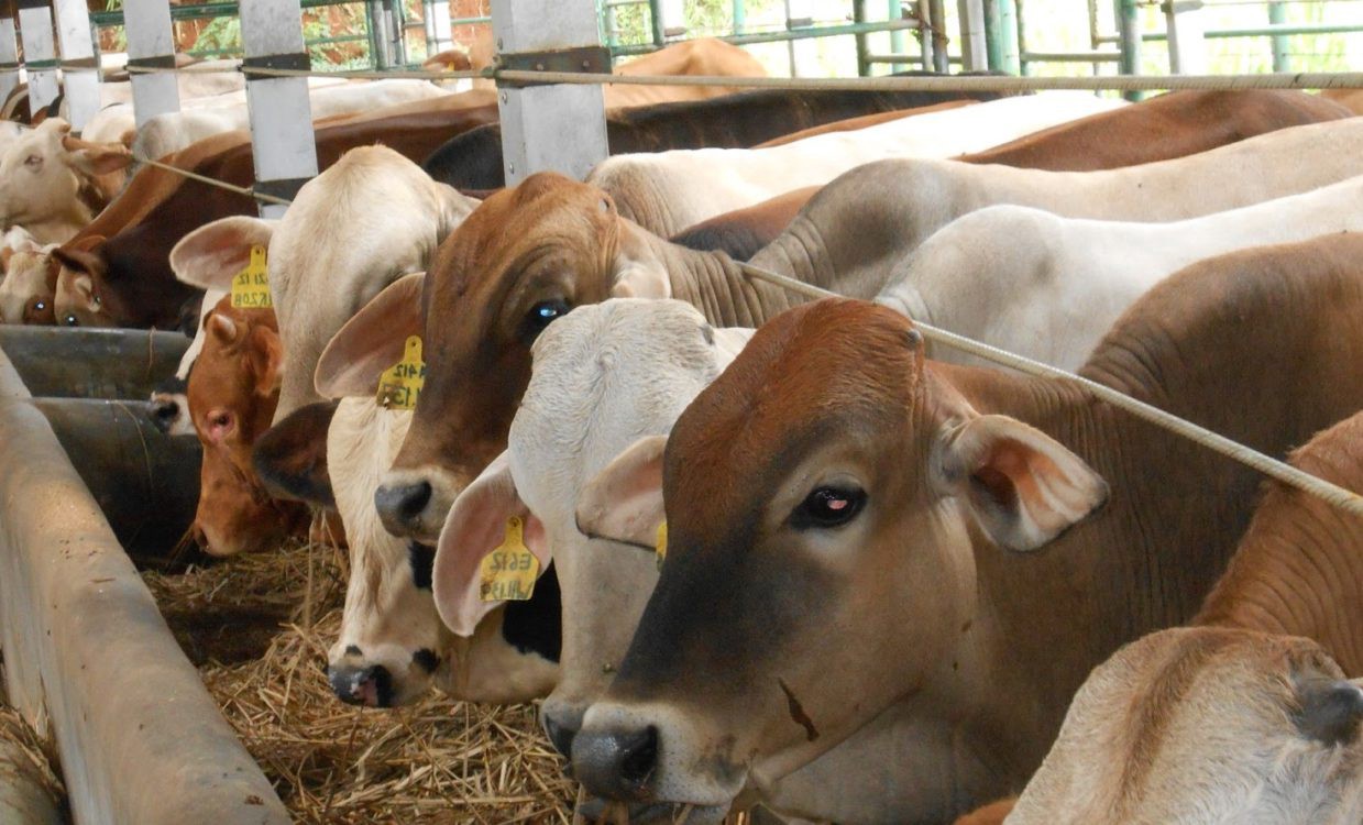 Inilah Cara Mendapatkan Hewan Qurban Murah di Era Modern
