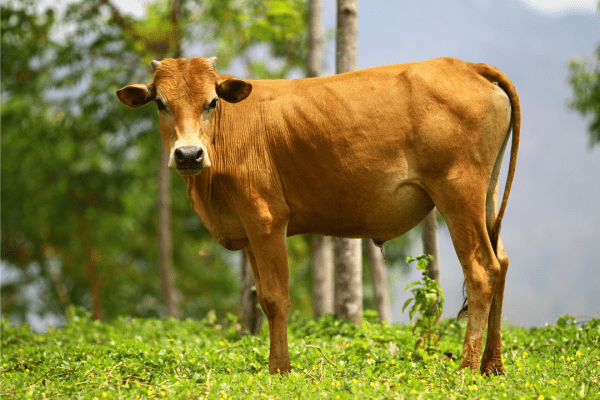 Rahasia Sukses Mendapatkan Hewan Qurban Murah yang Berkualitas Tinggi